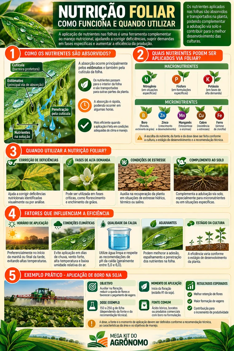 Nutrição foliar: Como funciona e quando utilizar